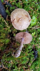 Thaxterogaster porphyropus