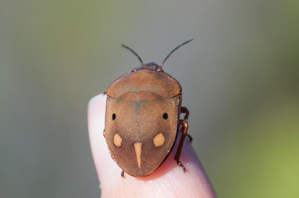 Elvisurinae