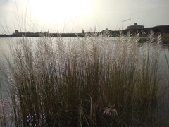 Saccharum spontaneum