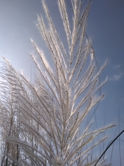 Saccharum spontaneum