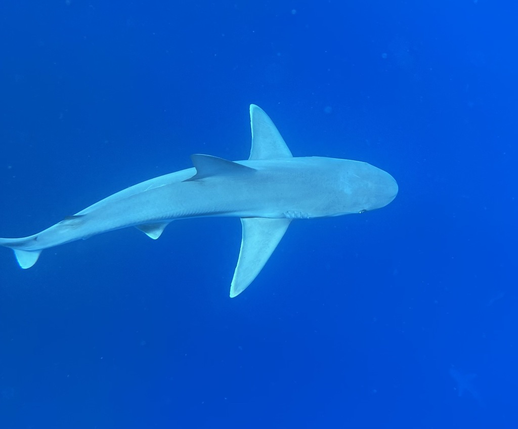 Sandbar shark gliding through clear blue water