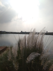 Saccharum spontaneum