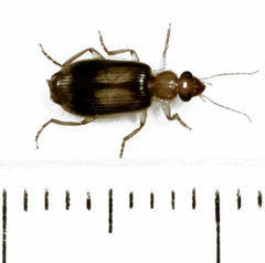 Trigonothops pacifica