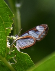 Ithomia diasia