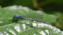 Argia talamanca