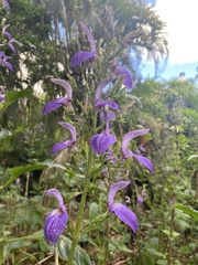 Brillantaisia
