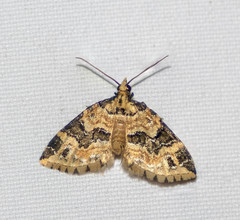 Martania decorata