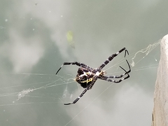 Argiope