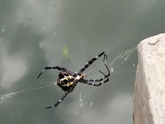 Argiope