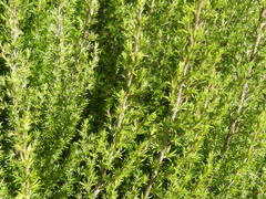 Cliffortia tuberculata