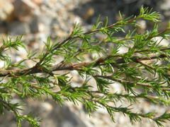 Cliffortia tuberculata