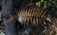 Blechnum falciforme