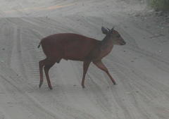 Cephalophorus natalensis natalensis