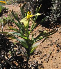 Moraea knersvlaktensis