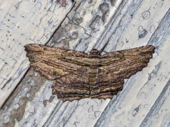 Menophra subterminalis