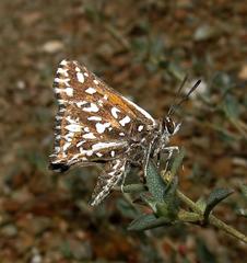 Trimenia macmasteri macmasteri