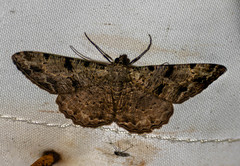 Psilalcis conspicuata