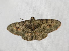 Myrioblephara harutai