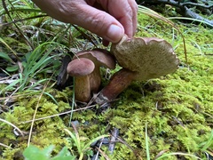 Tylopilus badiceps