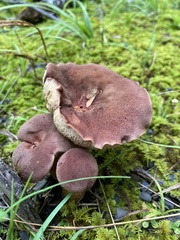 Tylopilus badiceps