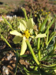 Moraea knersvlaktensis