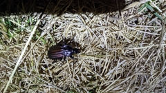 Carabus melancholicus
