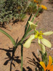 Moraea knersvlaktensis