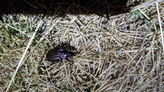 Carabus melancholicus