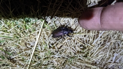 Carabus melancholicus