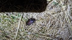 Carabus melancholicus