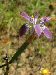 Moraea saldanhensis