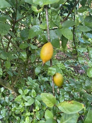 Rosenbergiodendron formosum