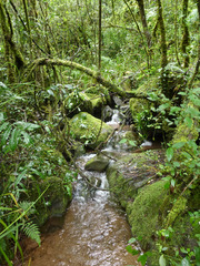 Stenoglottis fimbriata