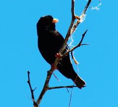 Vidua funerea funerea