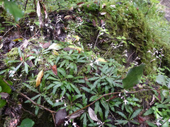 Stenoglottis fimbriata