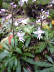 Stenoglottis fimbriata