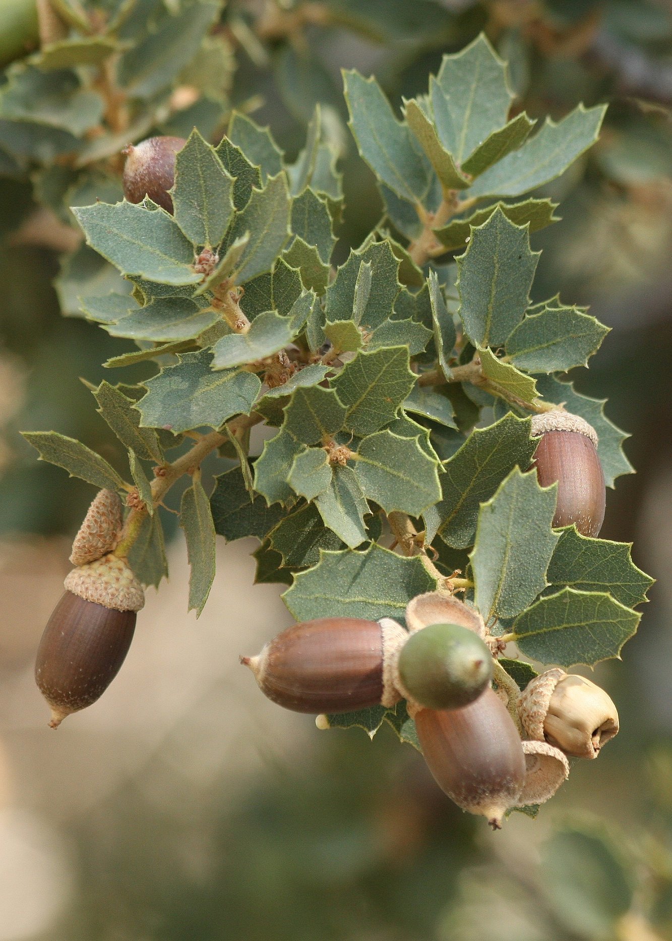 Quercus turbinella