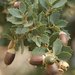 Sonoran Scrub Oak - Photo (c) J. N. Stuart, some rights reserved (CC BY-NC-ND)