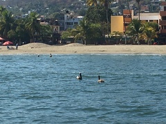 Pelecanus occidentalis