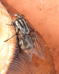 Oxysarcodexia varia