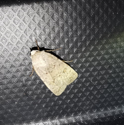 Caradrina clavipalpis