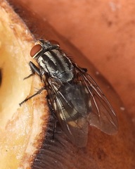 Oxysarcodexia varia