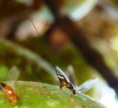 Apocrypta guineensis