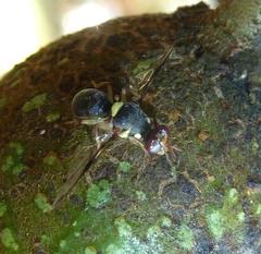 Didacus ciliatus