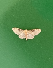 Idaea filicata