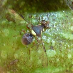 Didacus ciliatus