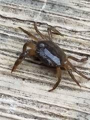 Parathelphusa convexa