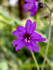 Mirabilis comata