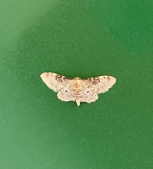 Idaea filicata