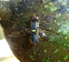 Didacus ciliatus
